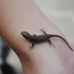 Familien-bauernhof Neumoar Appartement