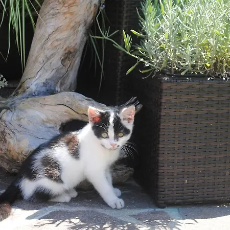 Familien-bauernhof Neumoar Apartament Sankt Johann im Pongau