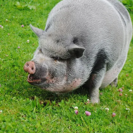 Familien-bauernhof Neumoar * Sankt Johann im Pongau